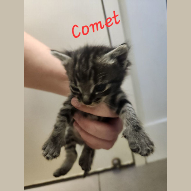 Photo of Comet