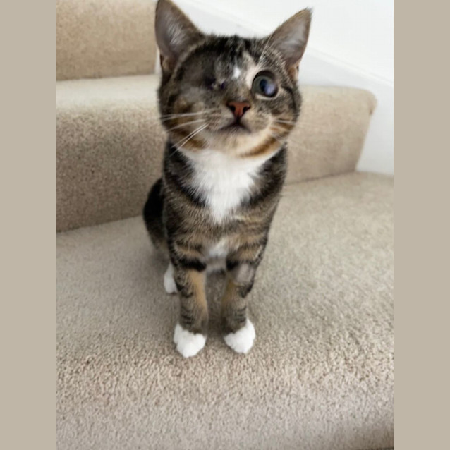 Photo of Bandit