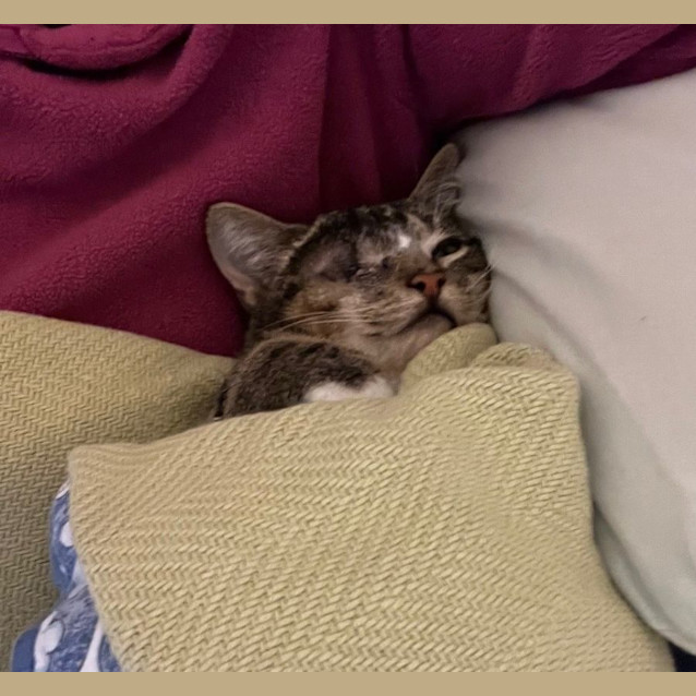 Photo of Bandit