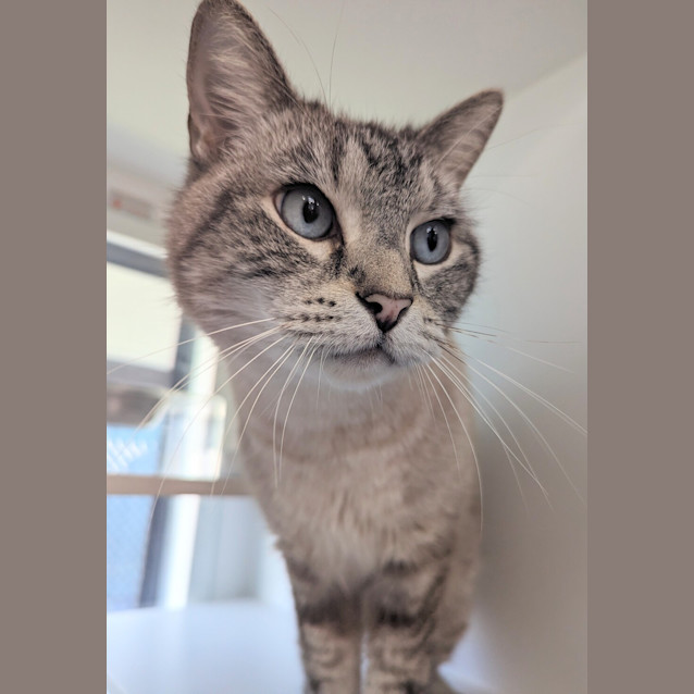Photo of Oscar