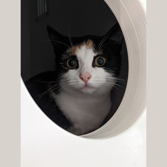 Photo of Luna
