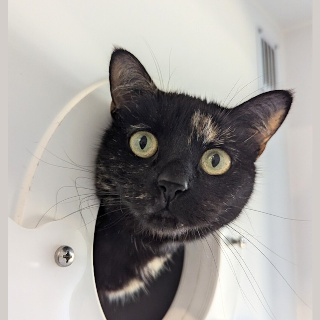 Photo of Snickers