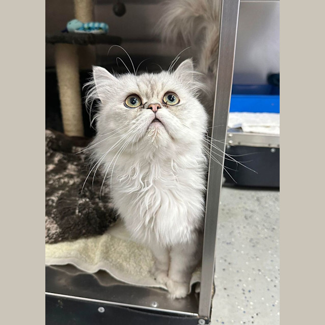 Photo of Maximillian