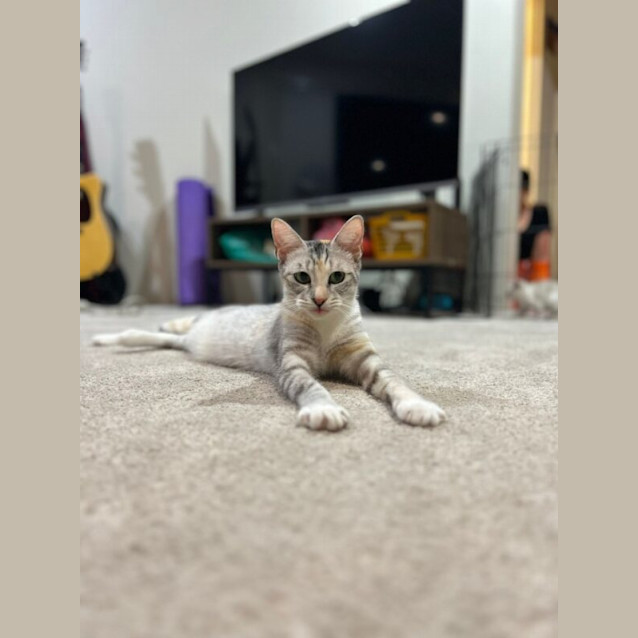 Photo of Leia