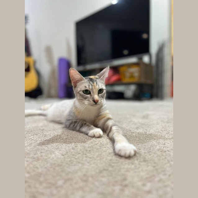Photo of Leia