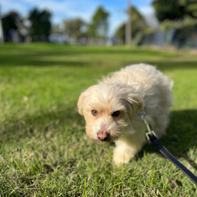 Photo of Dusty   3 Year Old Maltese X Shih Tzu (Trial)
