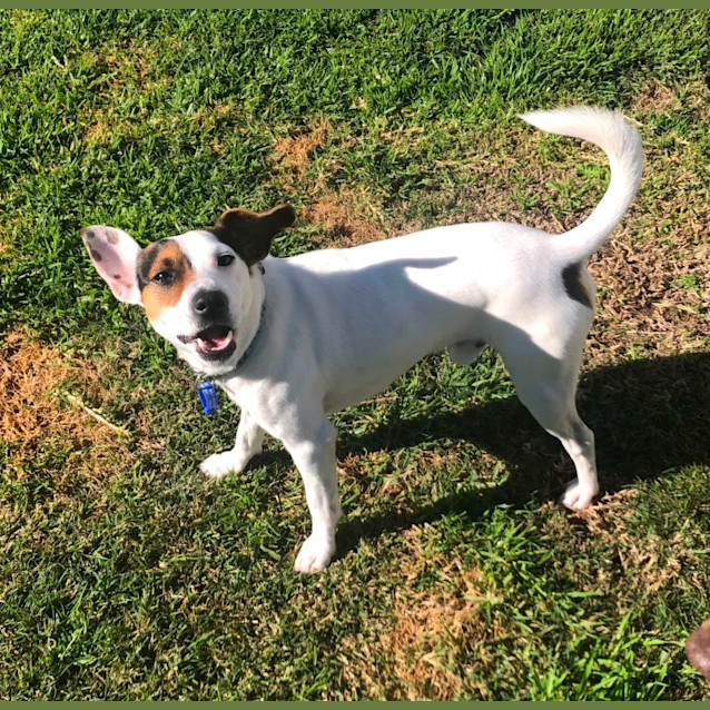 Photo of Ivor   2 Year Old Foxy X Jack Russell (Trial)