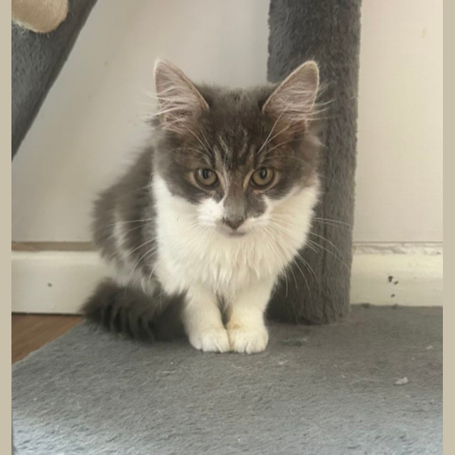 Photo of ❤️ Hendrix ❤️