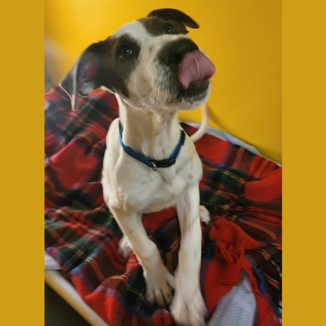 Photo of Huxley
