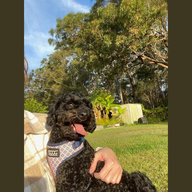 Photo of Lulu   10 Month Old Cavoodle (Trial)