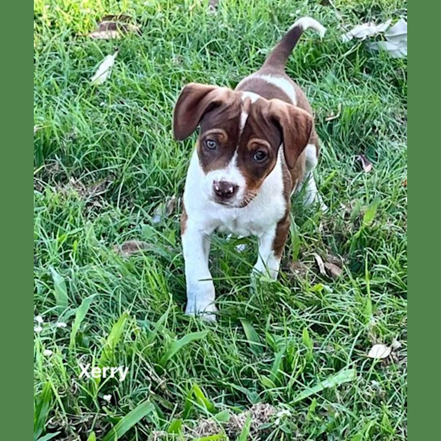 Photo of Xerry