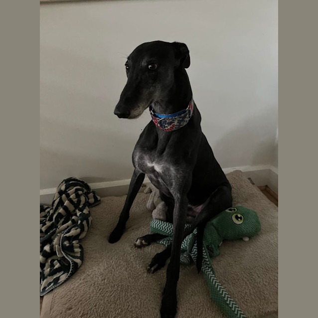 Photo of Kevin Greyhound