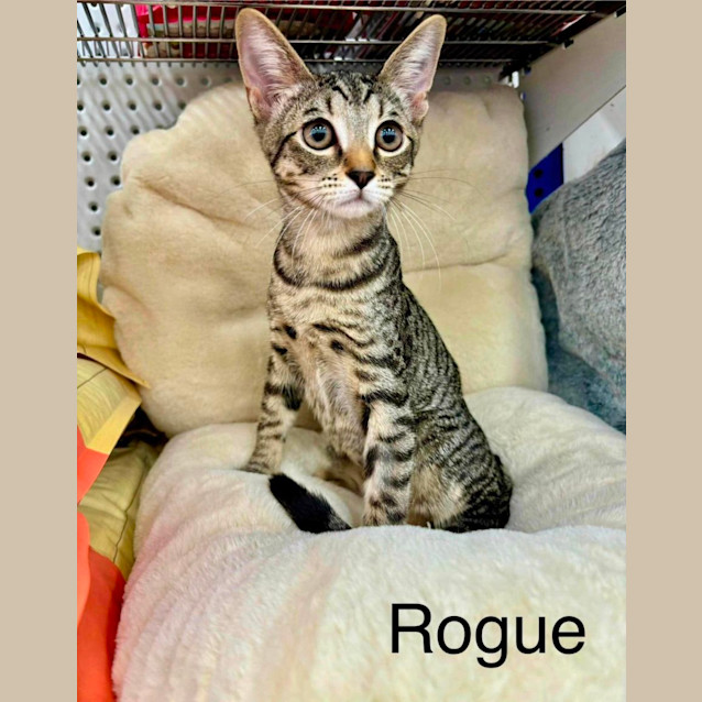 Photo of Rogue
