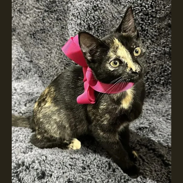 Photo of Marinette 