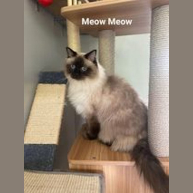 Photo of Meow Meow & Snowflake