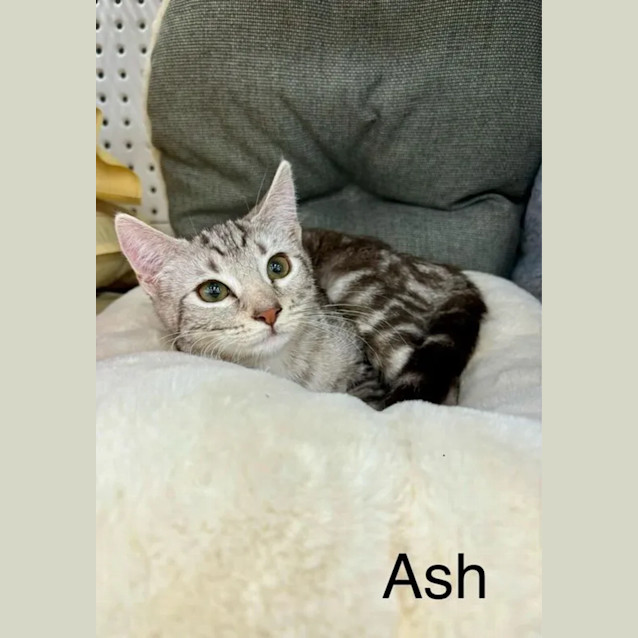 Photo of Ash