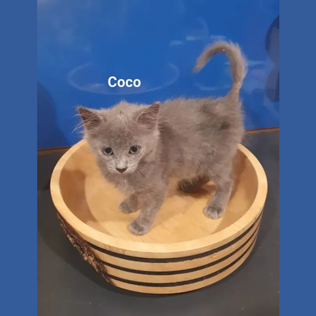 Photo of Coco