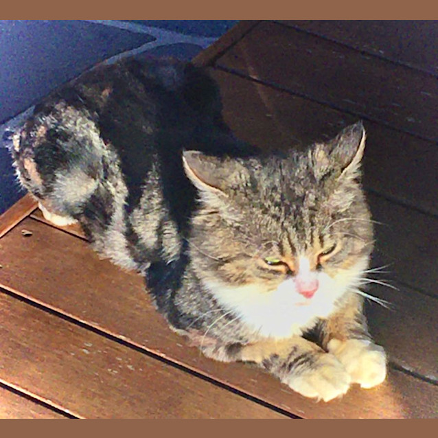 Photo of Simba