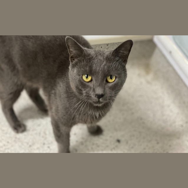 Photo of Bluey