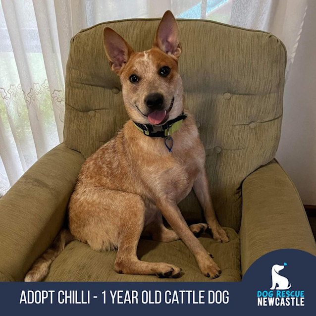 Photo of Chilli   1 Year Old Cattle Dog