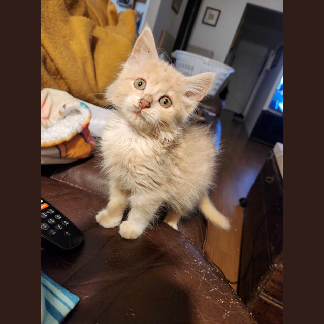 Photo of Taco