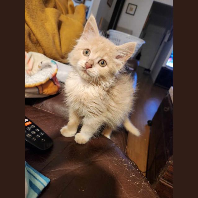 Photo of Taco