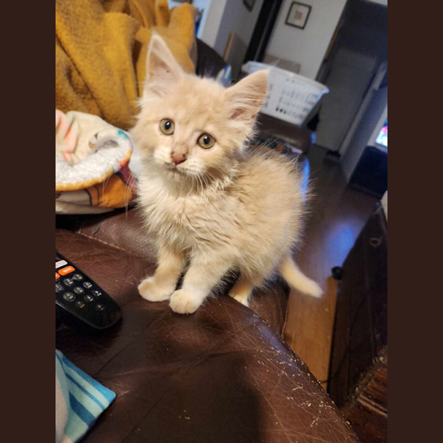 Photo of Taco