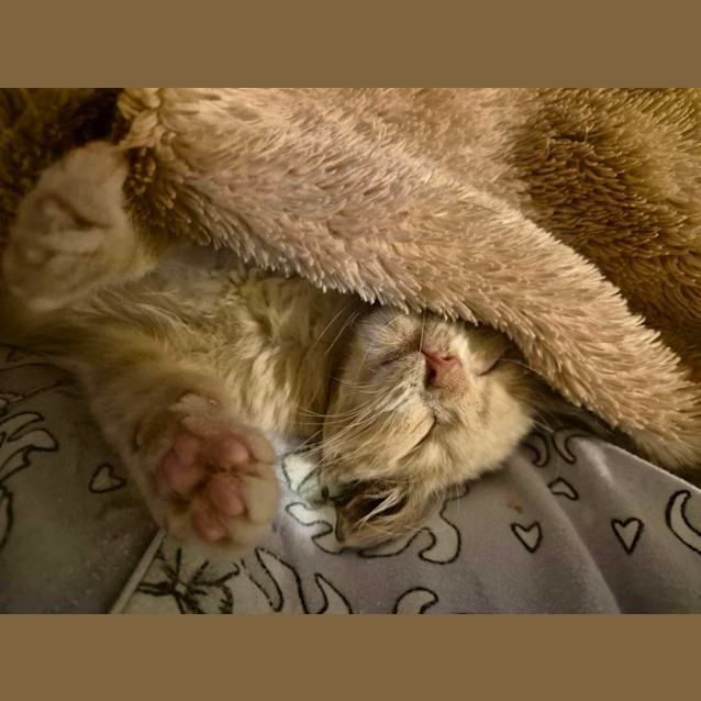 Photo of Taco