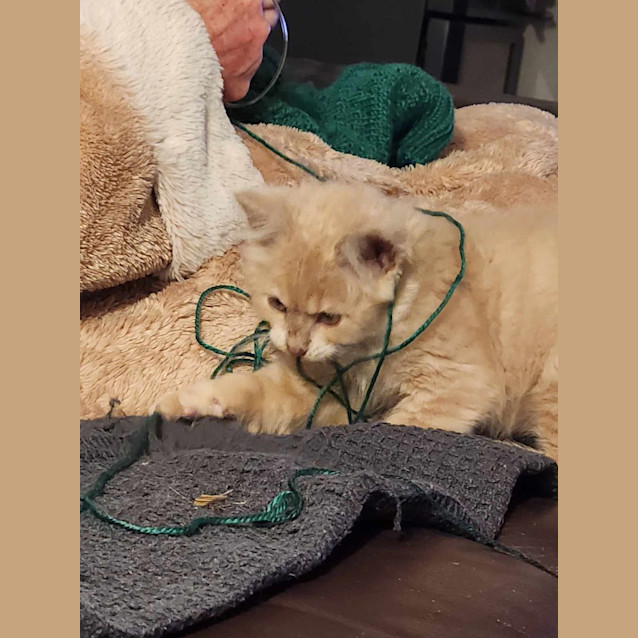Photo of Taco