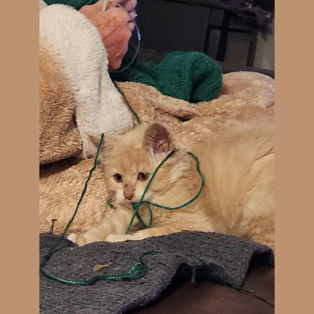 Photo of Taco