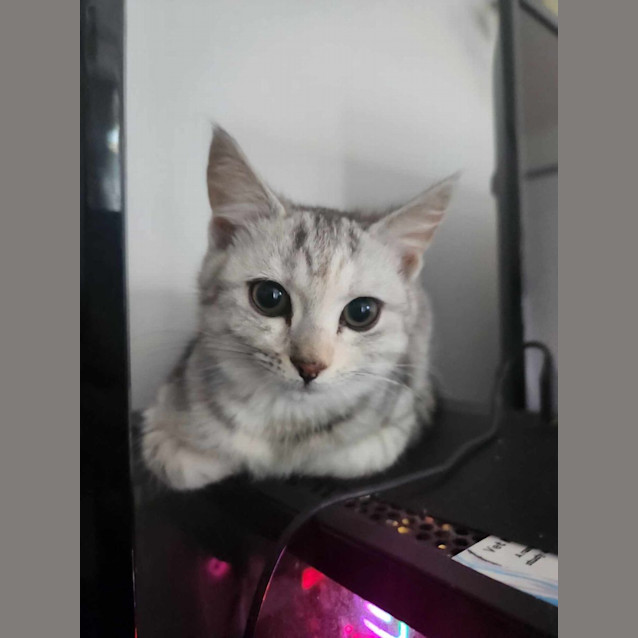 Photo of Millie
