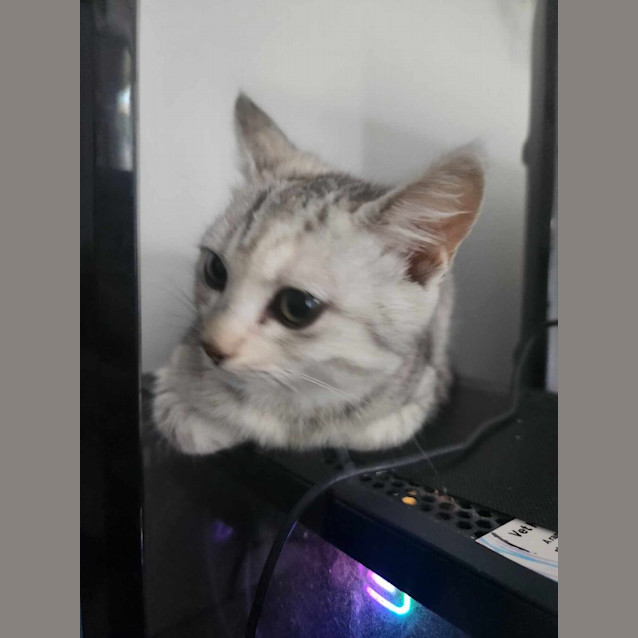 Photo of Millie