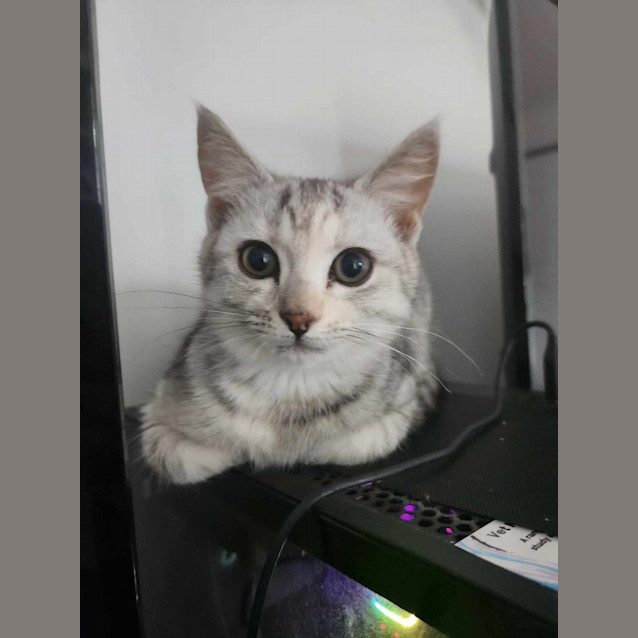 Photo of Millie