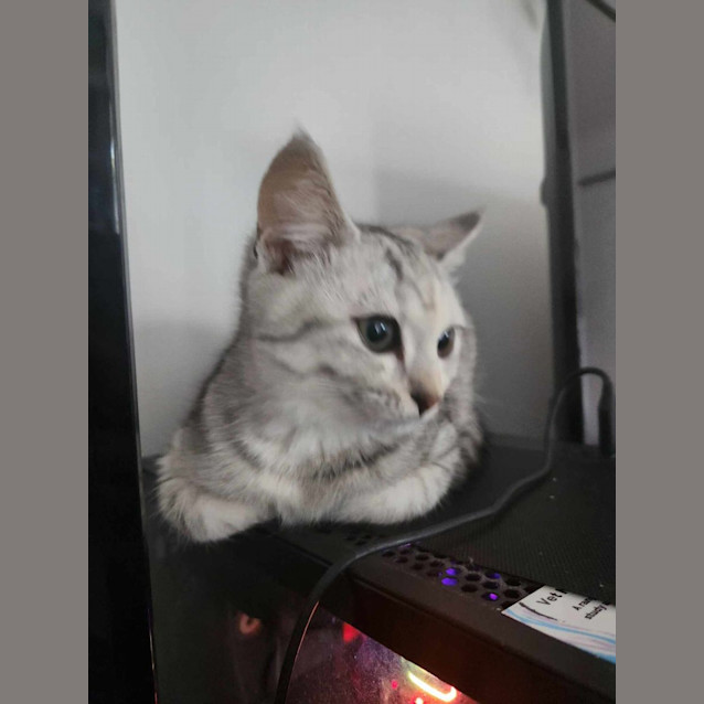 Photo of Millie
