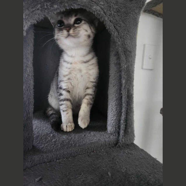 Photo of Nala
