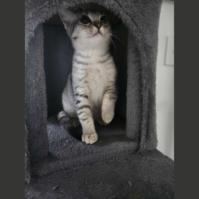 Photo of Nala