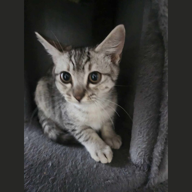 Photo of Nala
