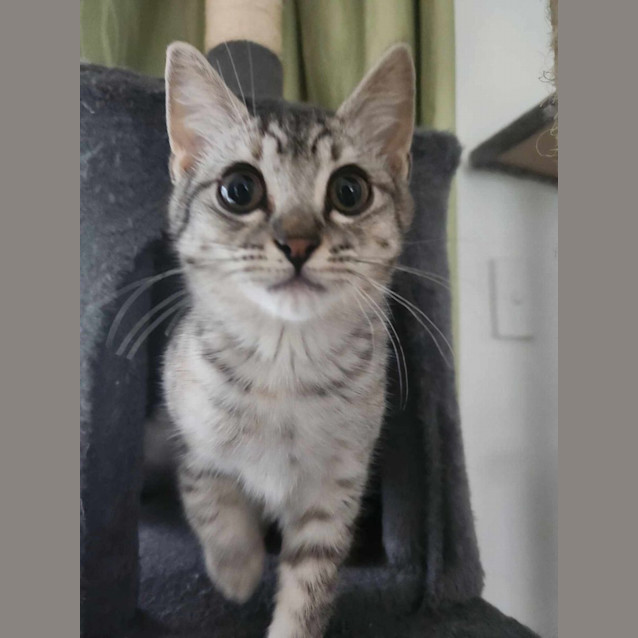 Photo of Nala