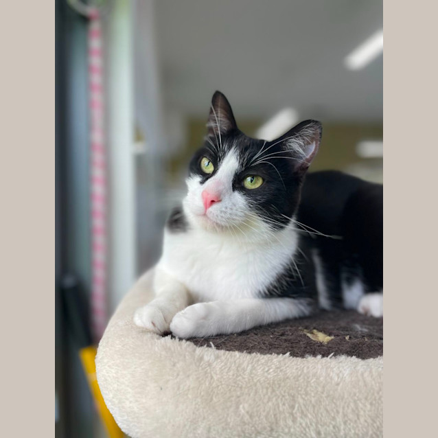 Photo of 🎱 Domino 5068 🎱