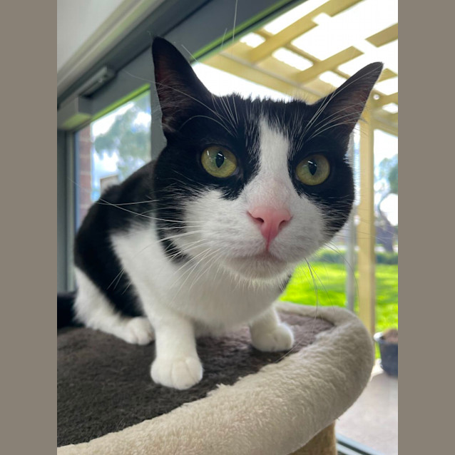 Photo of 🎱 Domino 5068 🎱