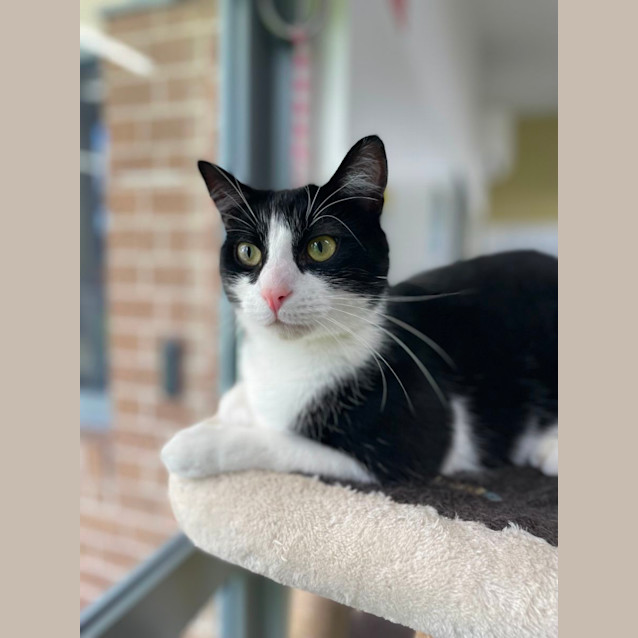 Photo of 🎱 Domino 5068 🎱