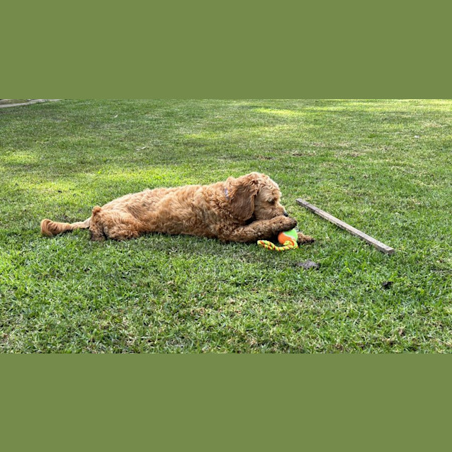 Photo of Moose   10 Month Old Cavoodle (Trial)