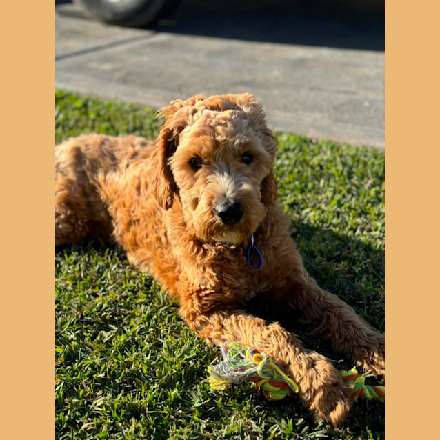 Photo of Moose   10 Month Old Cavoodle (Trial)