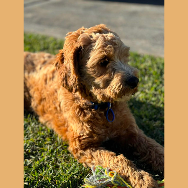 Photo of Moose   10 Month Old Cavoodle (Trial)