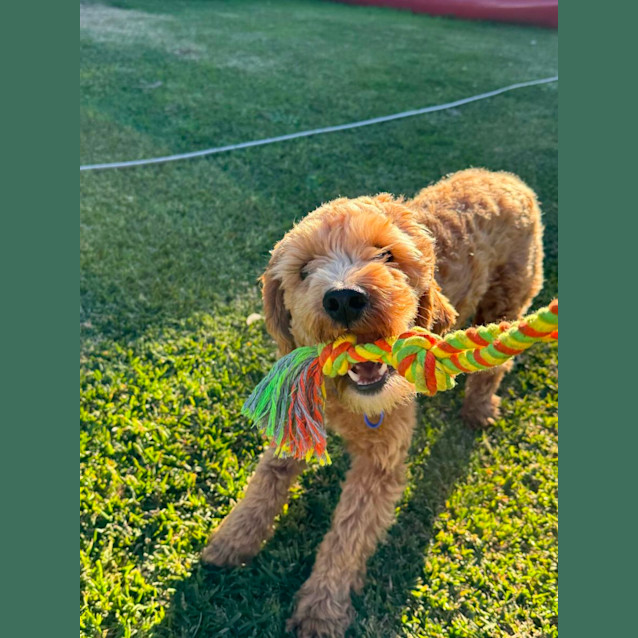 Photo of Moose   10 Month Old Cavoodle (Trial)