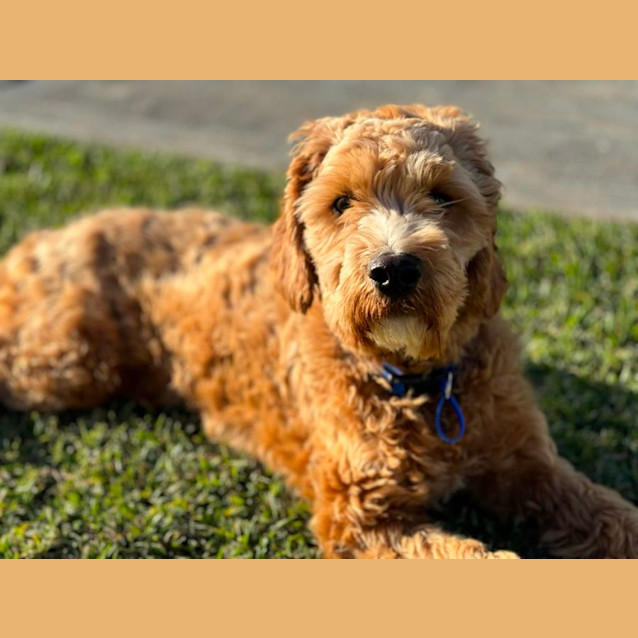 Photo of Moose   10 Month Old Cavoodle (Trial)