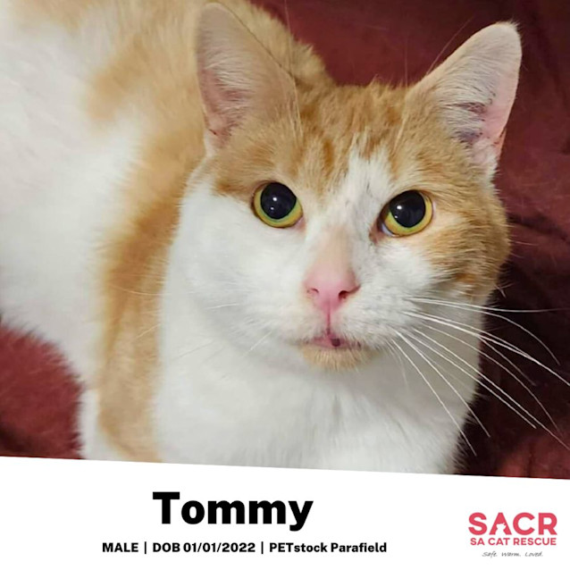 Photo of Tommy