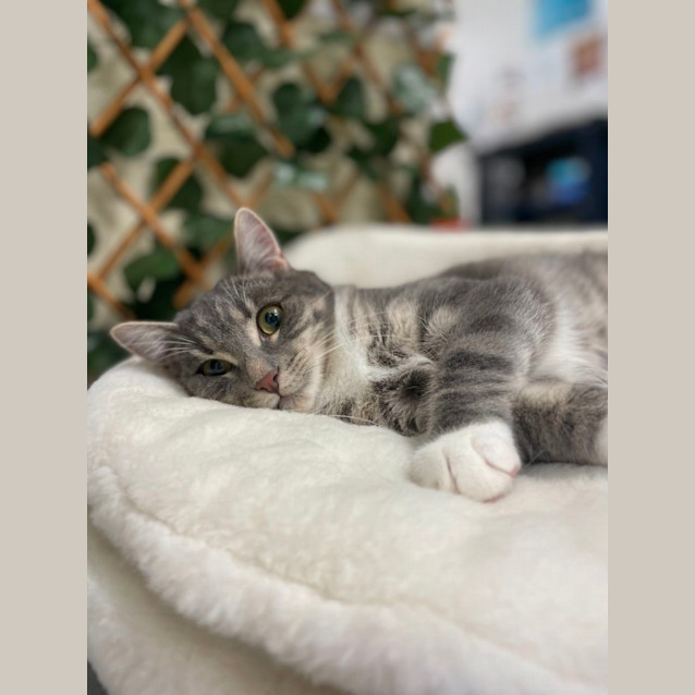 Photo of 🎁 Mack 5056 🎁