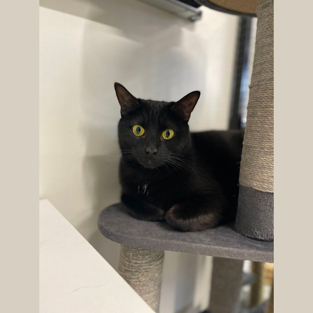 Photo of 👑 Nebula 5084 👑