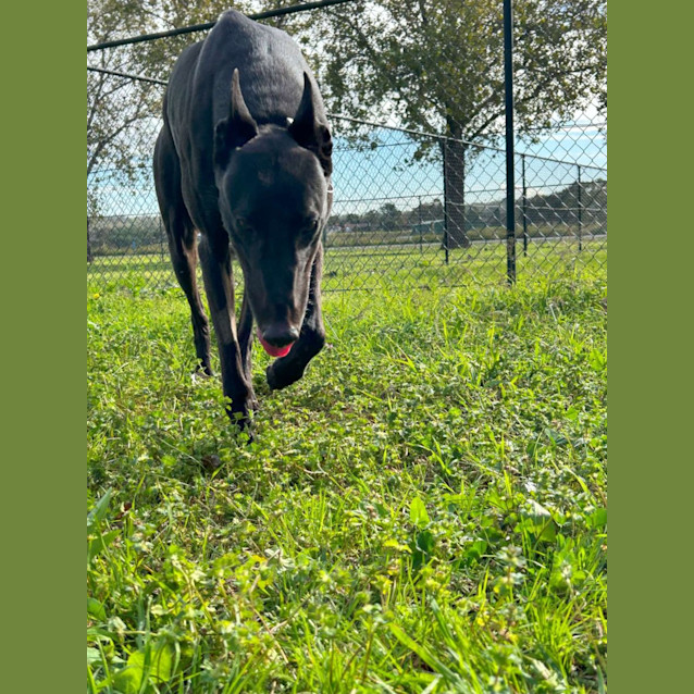 Photo of Bluey